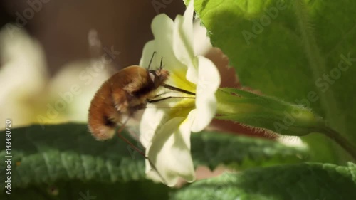 Bee-fly Beefly (Bombylius major) nectaring or drinking from Primrose (Primula vulgaris)