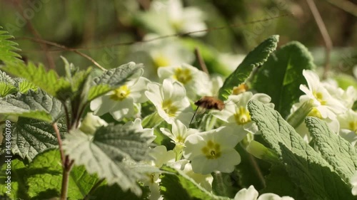 Bee-fly Beefly (Bombylius major) nectaring or drinking from Primrose (Primula vulgaris)