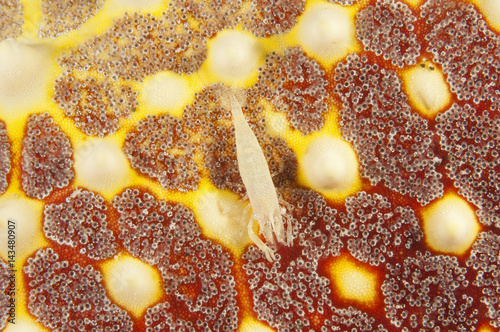 Commensal shrimp, Periclimenes sp., on a starfish, Pentaceraster sp., Sulawesi Indonesia photo