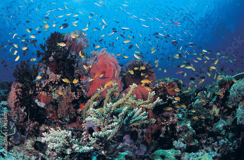 Reef scenic, Milne Bay, Papua New Guinea.