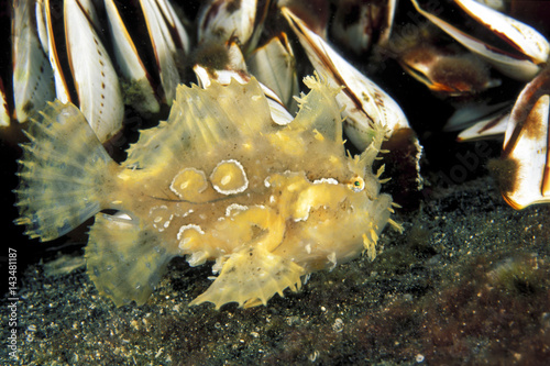 Sargassum frogfish, Histrio histrio, on a drfiting log between barnacles, Sulawesi Indonesia.