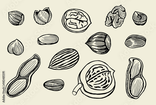 hand drawn nuts set