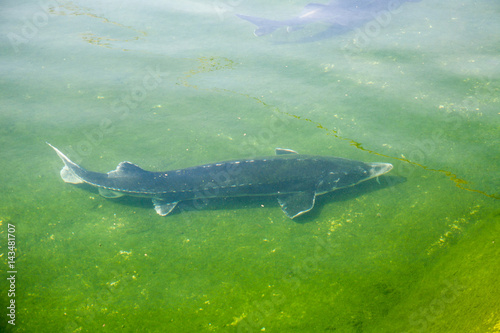 Big fish Beluga Huso swimming in the river or pond. European sturgeon, Wildlife animal. 