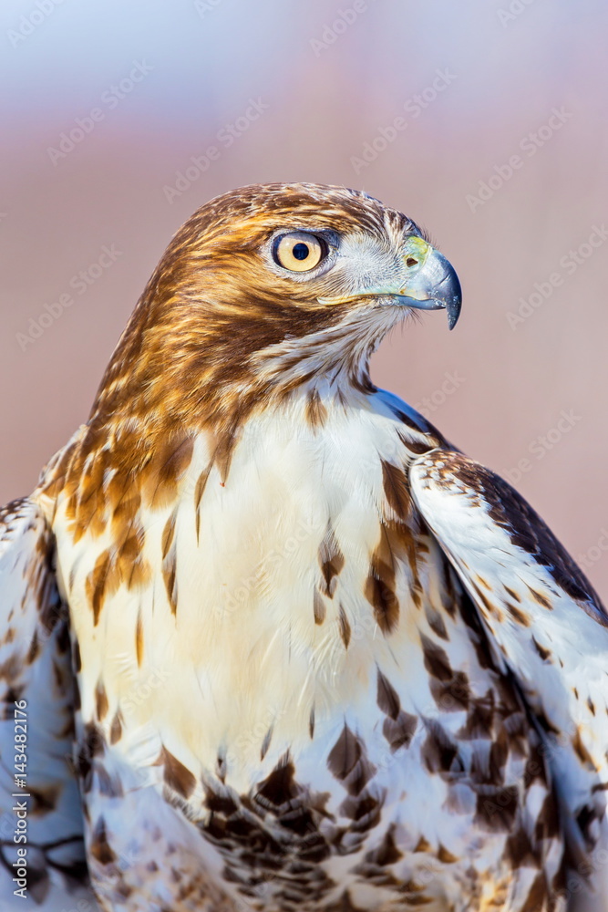 The red-tailed hawk is a bird of prey, one of three species colloquially known in the United States as the chickenhawk, though it rarely preys on standard sized chickens The red-tailed hawk is a bird of prey, one of three species colloquially known in the United States as the chickenhawk, though it rarely preys on standard sized chickens