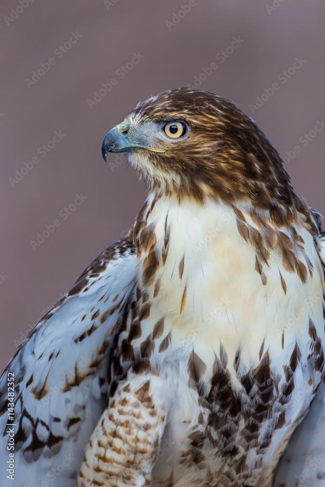 The red-tailed hawk is a bird of prey, one of three species colloquially known in the United States as the chickenhawk, though it rarely preys on standard sized chickens The red-tailed hawk is a bird of prey, one of three species colloquially known in the United States as the chickenhawk, though it rarely preys on standard sized chickens