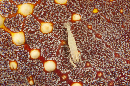 Commensal shrimp, Periclimenes sp., on a starfish, Pentaceraster sp., Sulawesi Indonesia photo