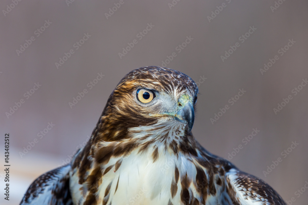 The redtailed hawk is a bird of prey, one of three species