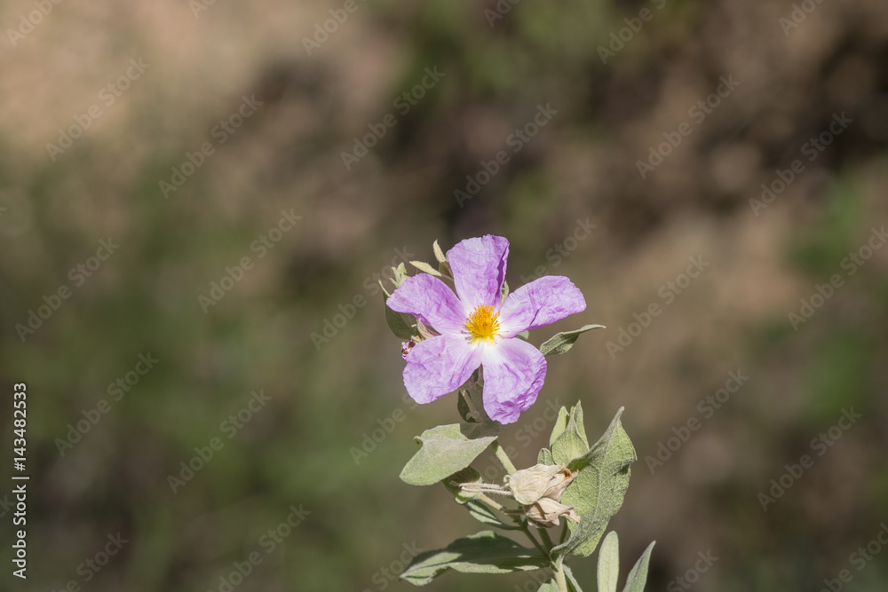 Flower of five petal purple Flower of five petal purple
