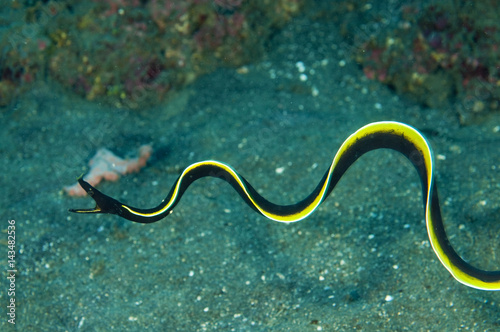 Juvenile ribbon eel, Rhinomuraena quaesita, Sulawesi Indonesia. photo