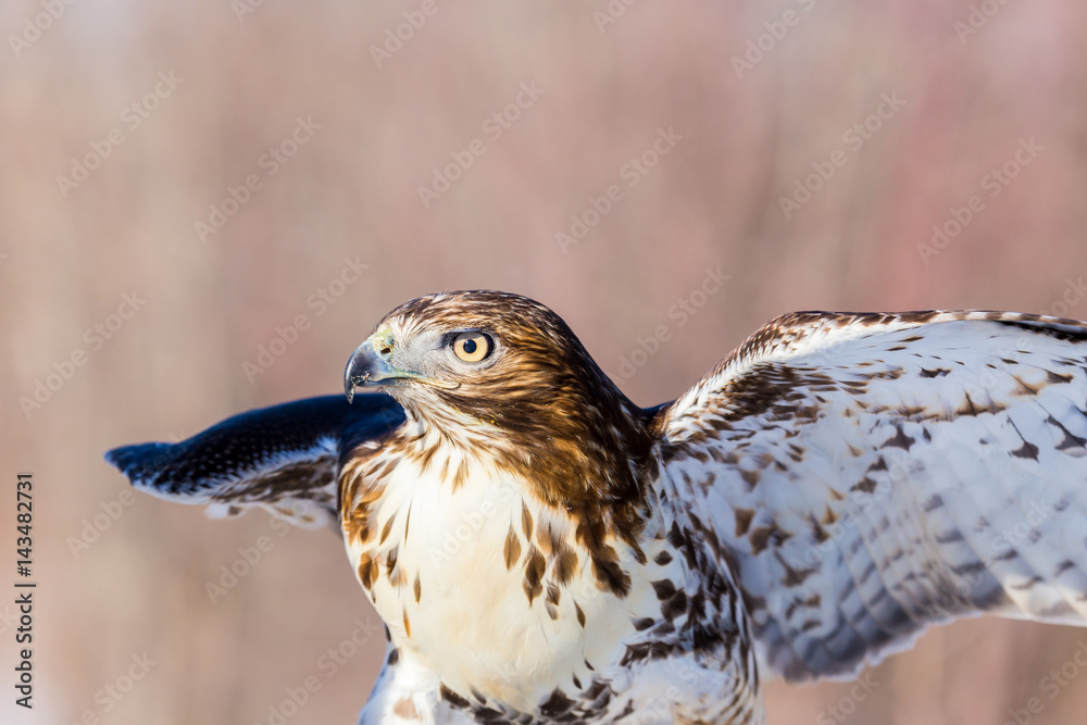 The redtailed hawk is a bird of prey, one of three species