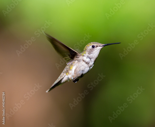 Ruby Throated Hummingbird female, after its long migration from the south to the north. Hovering in space in a boreal forest in Quebec Canada. 