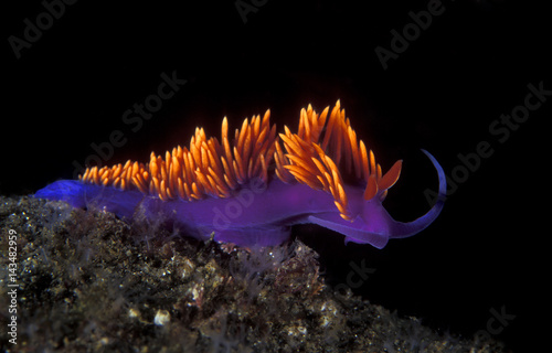 Nudibranch, Flabellina iodinea, in Channel Island California.