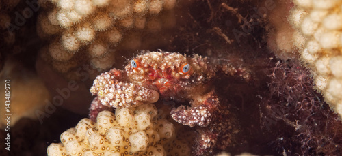 Coral crab, Symo sp., Komodo Indonesia photo