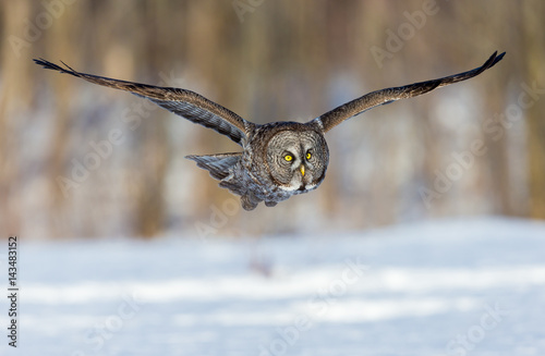 The great grey owl or great gray is a very large bird, documented as the world's largest species of owl by length. Here it is seen flying searching for prey in Quebec's harsh winter.