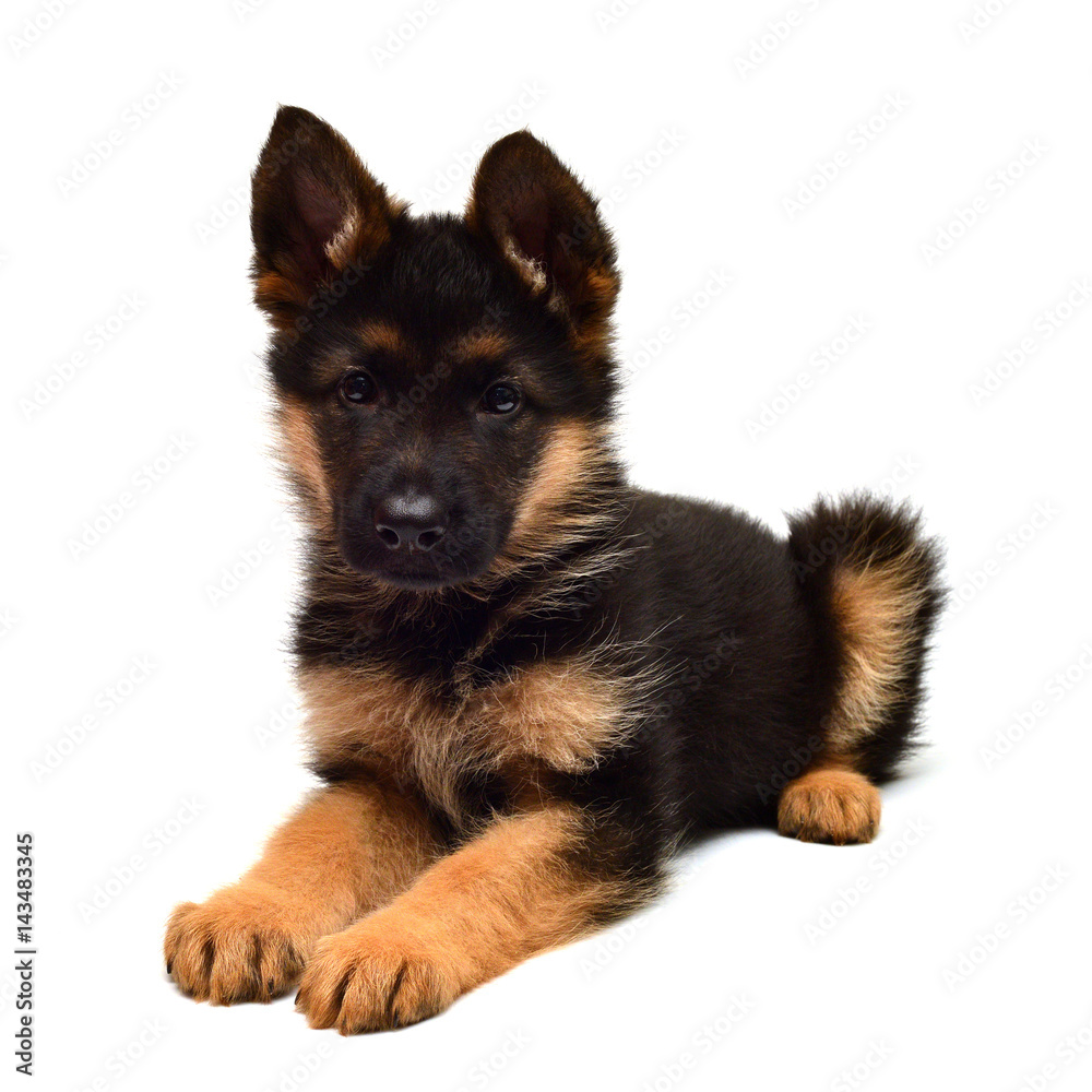 A beautiful puppy is the German shepherd, isolated on a white background. Fluffy dog close-up of brown and black color A beautiful puppy is the German shepherd, isolated on a white background. Fluffy dog close-up of brown and black color