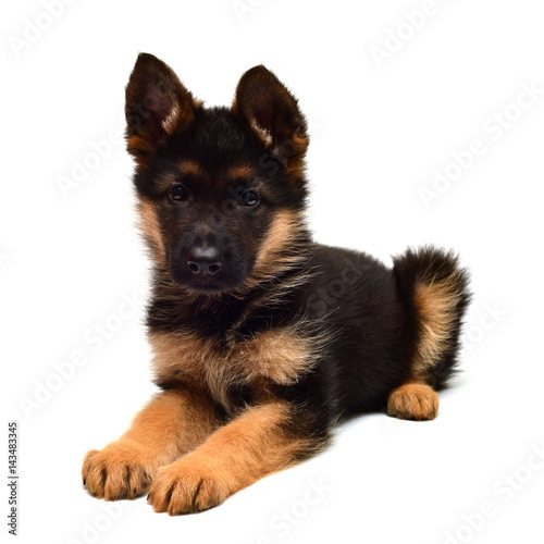 A beautiful puppy is the German shepherd  isolated on a white background. Fluffy dog close-up of brown and black color