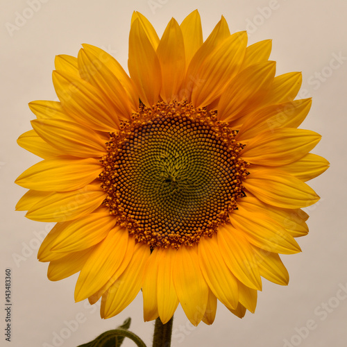 Fototapeta Naklejka Na Ścianę i Meble -  Flower of sunflower on white background. Seeds and oil. Flat lay, top view