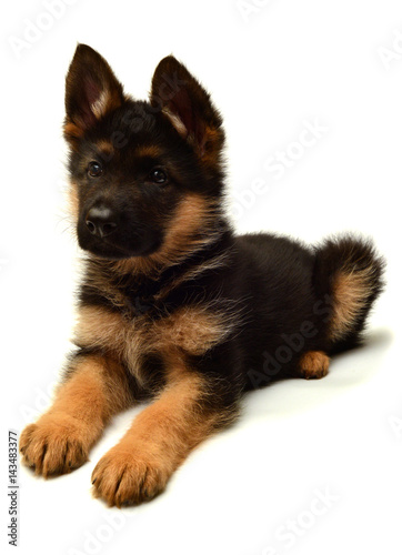 Fototapeta Naklejka Na Ścianę i Meble -  A beautiful puppy is the German shepherd, isolated on a white background. Fluffy dog close-up of brown and black color