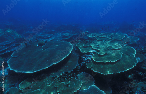 Acrapora table corals  Sulawesi Indonesia.
