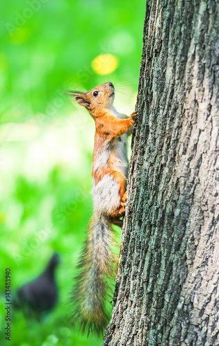 Squirrel on the tree. Squirrel shedding in the spring © aleoks