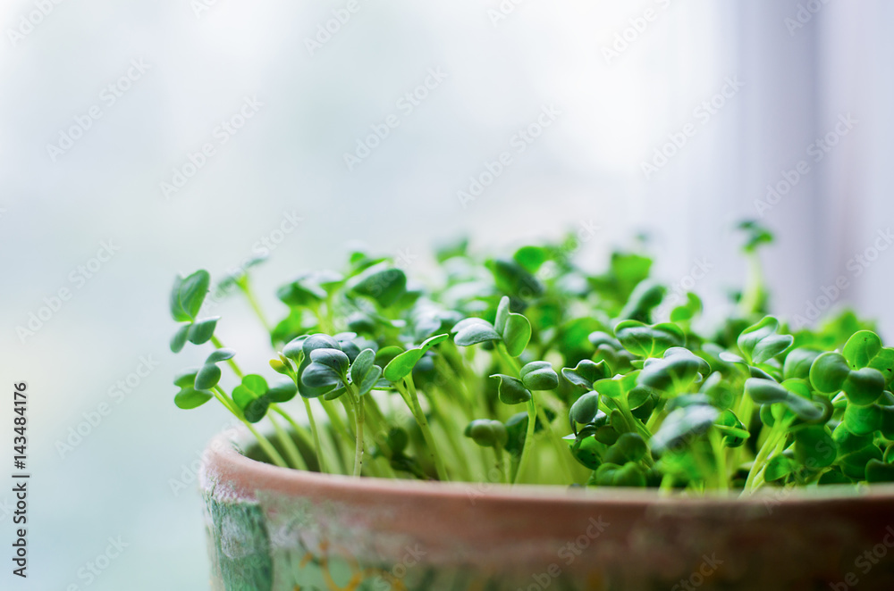 Growing microgreens in pot on white background, selective focus