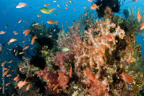 Fototapeta Naklejka Na Ścianę i Meble -  Anthiases swimming around soft corals in Liberty Wreck, Bali Indonesia.