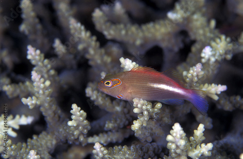 Freckled Hawkfish, Paracirrhites arcatus, Solomon Islands Micronesia. © anemone