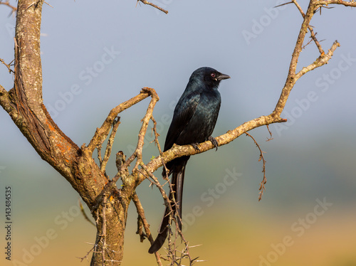 The fork-tailed drongo, also called the common, African , or savanna, is a species of the family Dicruridae, which are medium-sized birds of the Old World. It is native to the tropics and subtropics photo