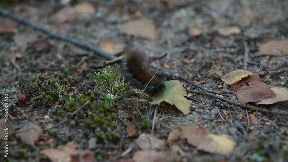 big caterpillar creeping on foliage and a grass