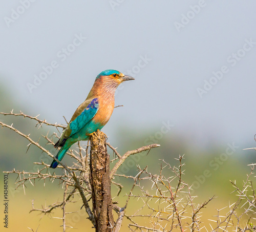 The Indian roller , is a member of the roller family of birds. They are found widely across tropical Asia and are best known for the aerobatic displays of the male during the breeding season.  © Hummingbird Art