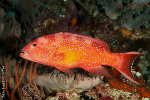 Lyre tail grouper, Variola louti, Raja Ampat Indonesia photo