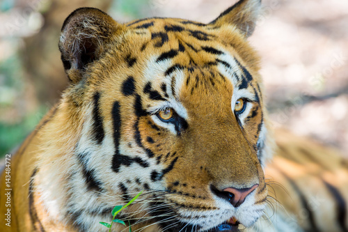 Fototapeta Naklejka Na Ścianę i Meble -  Tiger in a national park in India. These national treasures are now being protected, but due to urban growth they will never be able to roam India as they used to. 