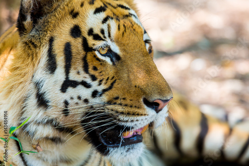 Fototapeta Naklejka Na Ścianę i Meble -  Tiger resting in a national park in India. These national treasures are now being protected, but due to urban growth they will never be able to roam India as they used to. 