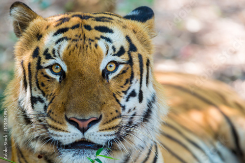 Fototapeta Naklejka Na Ścianę i Meble -  Tiger resting in a national park in India. These national treasures are now being protected, but due to urban growth they will never be able to roam India as they used to. 