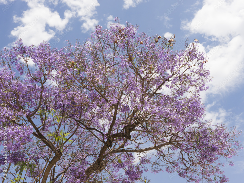 Vibrant lilac flowers on Jacaranda tree backlit against blue sky with white clouds Vibrant lilac flowers on Jacaranda tree backlit against blue sky with white clouds