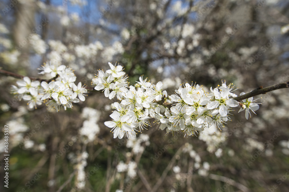 Small white Blackthorn flowers, Prunus spinosa, across centre on branch in early spring Small white Blackthorn flowers, Prunus spinosa, across centre on branch in early spring