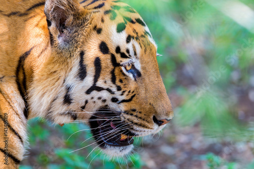 Fototapeta Naklejka Na Ścianę i Meble -  Tiger resting in a national park in India. These national treasures are now being protected, but due to urban growth they will never be able to roam India as they used to. 