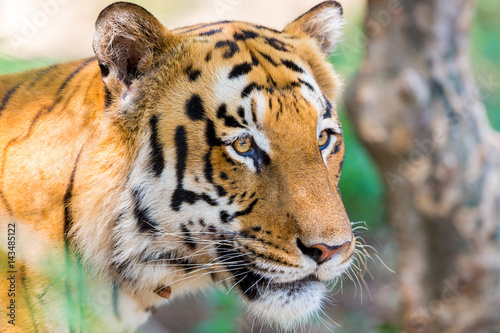 Fototapeta Naklejka Na Ścianę i Meble -  Tiger resting in a national park in India. These national treasures are now being protected, but due to urban growth they will never be able to roam India as they used to. 