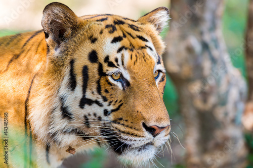 Fototapeta Naklejka Na Ścianę i Meble -  Tiger resting in a national park in India. These national treasures are now being protected, but due to urban growth they will never be able to roam India as they used to. 