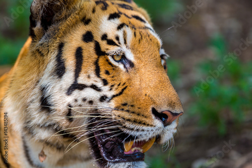 Fototapeta Naklejka Na Ścianę i Meble -  Tiger resting in a national park in India. These national treasures are now being protected, but due to urban growth they will never be able to roam India as they used to. 