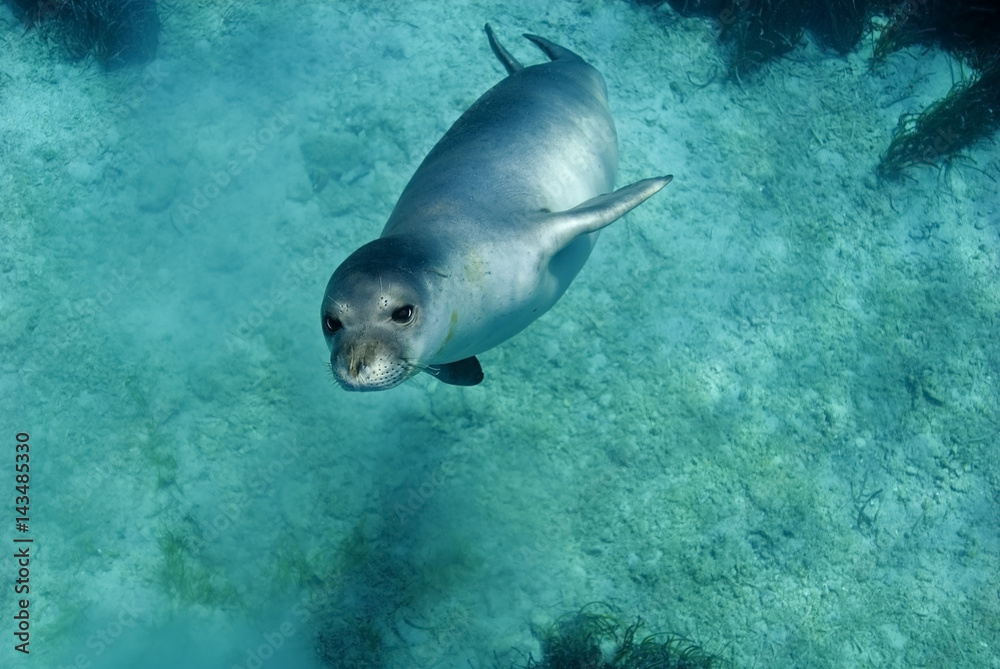 Diving picture of Mediterranean monk seal, Gokova Bay Turkey.