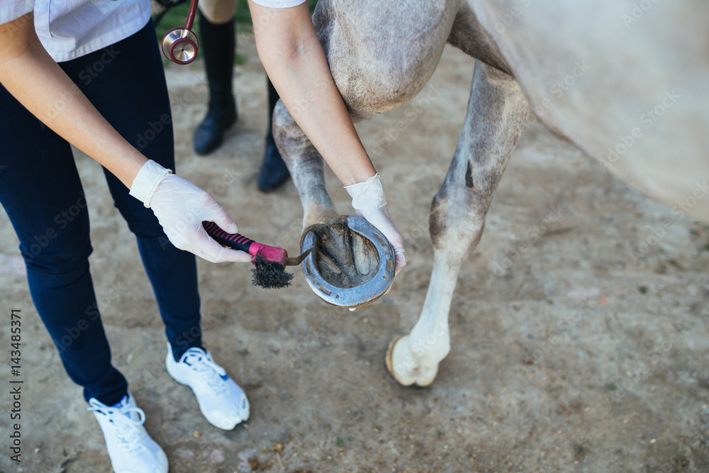 Veterinarian examining horse leg tendons. Selective focus on hoof. Veterinarian examining horse leg tendons. Selective focus on hoof.