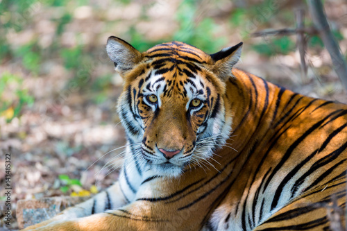 Fototapeta Naklejka Na Ścianę i Meble -  Tiger resting in a national park in India. These national treasures are now being protected, but due to urban growth they will never be able to roam India as they used to. 