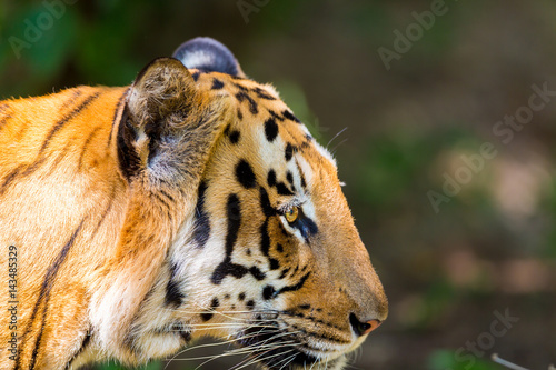 Fototapeta Naklejka Na Ścianę i Meble -  Tiger resting in a national park in India. These national treasures are now being protected, but due to urban growth they will never be able to roam India as they used to. 