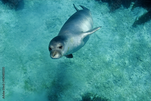 Diving picture of Mediterranean monk seal, Gokova Bay Turkey. photo