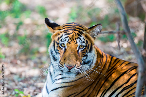 Fototapeta Naklejka Na Ścianę i Meble -  Tiger resting in a national park in India. These national treasures are now being protected, but due to urban growth they will never be able to roam India as they used to. 