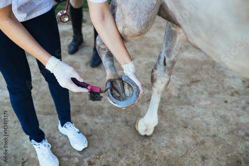 Veterinarian examining horse leg tendons. Selective focus on hoof.