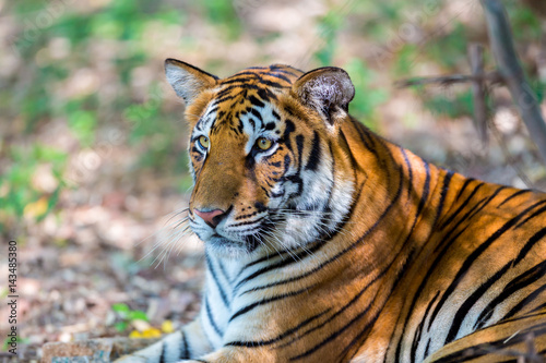 Fototapeta Naklejka Na Ścianę i Meble -  Tiger resting in a national park in India. These national treasures are now being protected, but due to urban growth they will never be able to roam India as they used to. 