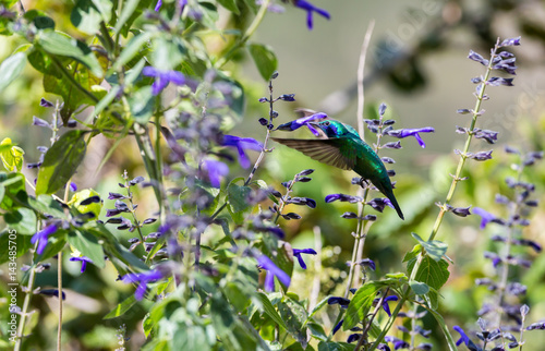 The incredibly beautiful Green Violet Eared Hummingbird in the central mountains of Mexico. This is a rare picture of a medium sized hummingbird that is very elusive and shy and is one special bird. 