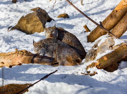 Canada lynx couple in the depths of the Quebec north in deep midwinter.